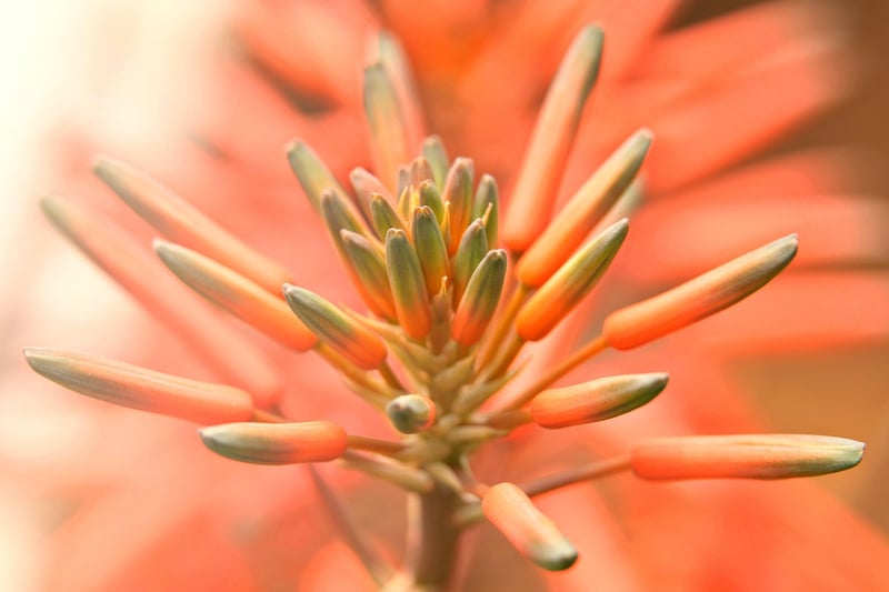 Fantasy botanicals