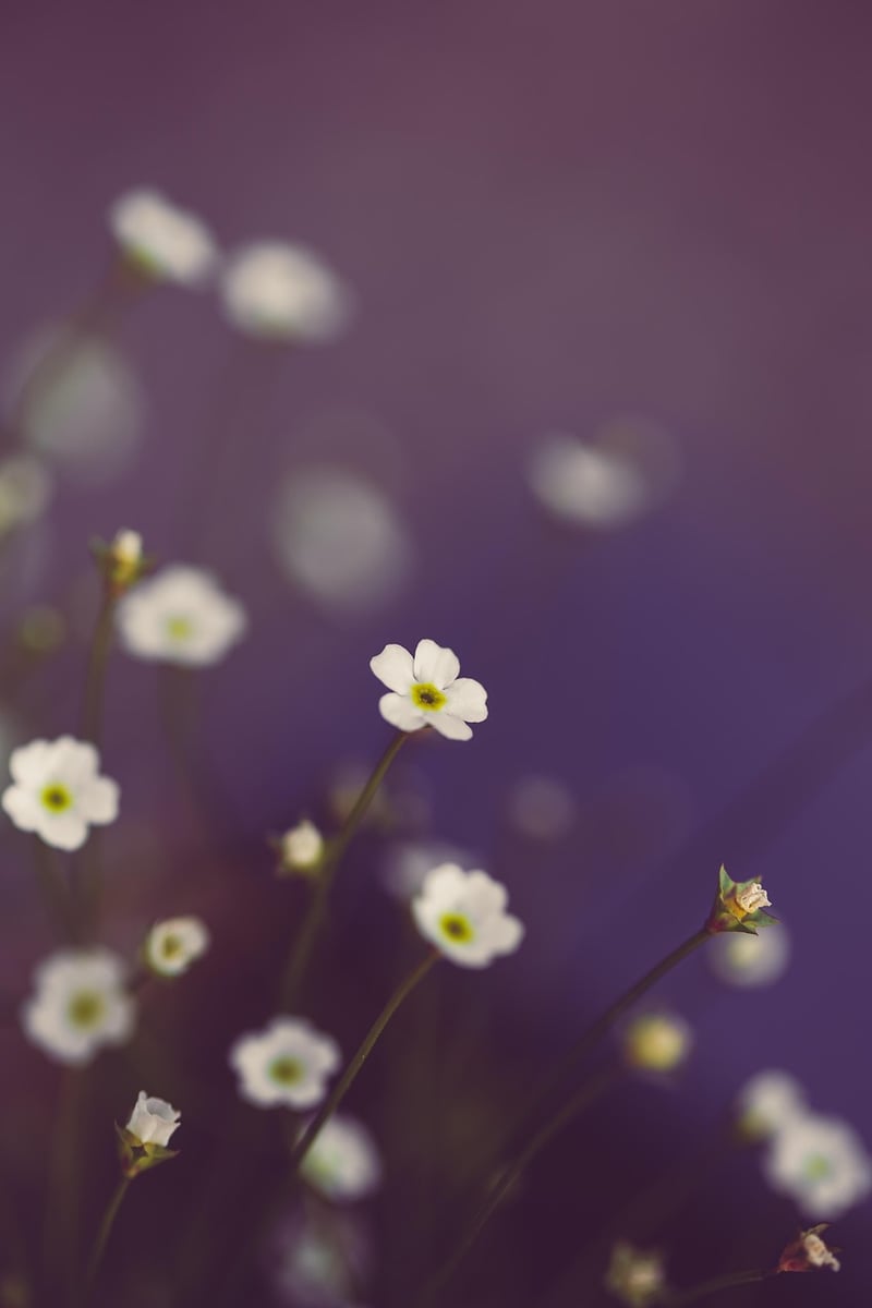 Mystical flowering marvels