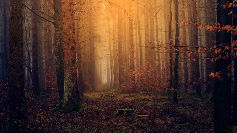 Mystical woodland havens
