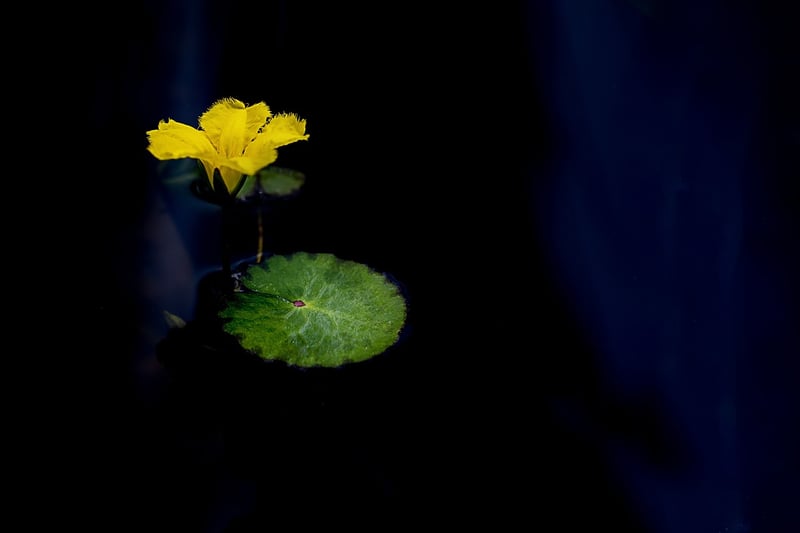 Lotus